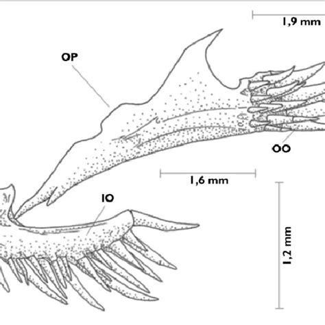 Arco Hioideo De A Trichomycterus Maldonadoi Spnov Car380 B T