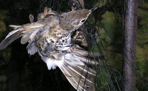 Bracconieri A Caccia Di Cardellini Nella Provincia Di Latina