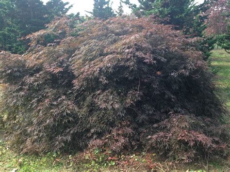 Red Lace Leaf Japanese Maple – Delta Nursery, PA