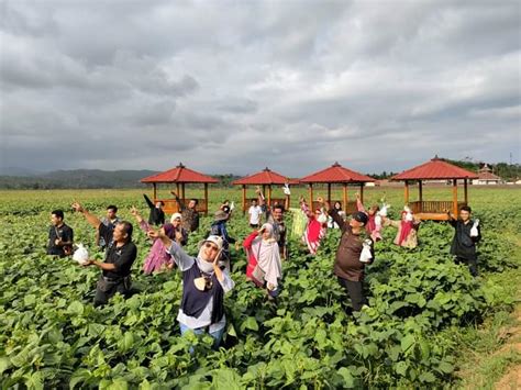 Bum Desa Kridha Manunggal Jaya Berhasil Kembangkan Agrowisata Anggur