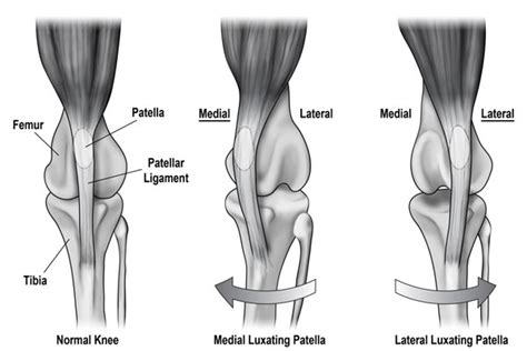 Luxating Patella In Dogs Canna Pet®