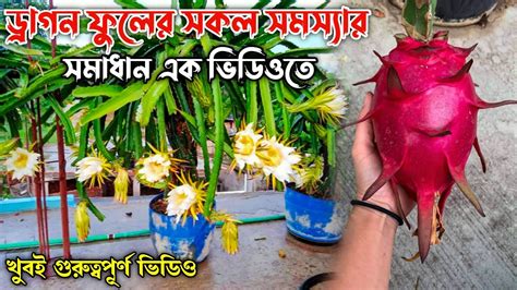 ড্রাগন ফুলের সকল সমস্যার সমাধান ড্রাগন ফল চাষ পদ্ধতি Dragon Fruit