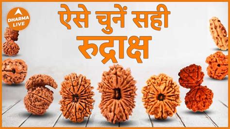 How To Identify Genuine Rudraksha How To Identify Genuine Rudraksha