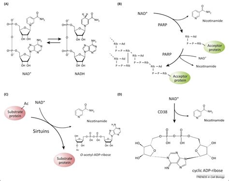 Nad And Sirtuins In Aging And Disease Trends In Cell Biology