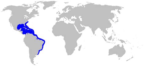 Filedasyatis Americana Rangemappng Wikimedia Commons