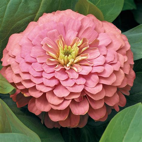Zinnia Seeds – Zinnia Magellan Salmon Zinnias F1 for Brilliant Garden