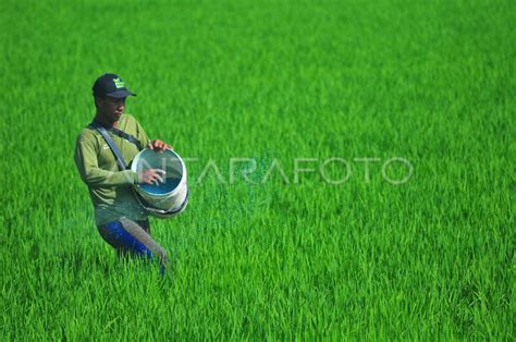 Target Produksi Beras 2024 ANTARA Foto