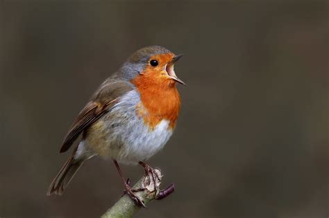 ROBIN SINGING - Taken in my local woods in Essex England U.K. | Robin ...