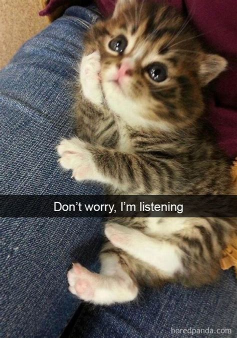 Hilarious Cat Snapchats That Will Leave You With The Biggest Smile