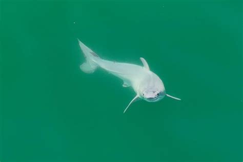 The First Ever Live Performance Of The Newborn Great White Shark Is