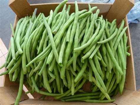 Conserves De Haricots Verts Passion Potager Green Beans Food Beans