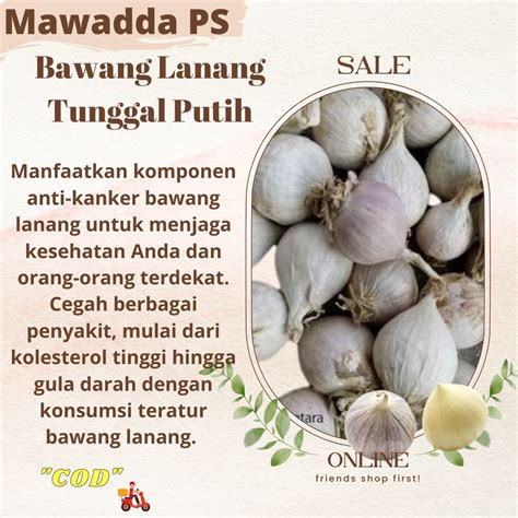 Jual Bawang Lanang Tunggal Putih 250gram Shopee Indonesia