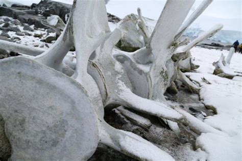 Snow Covered Rocks And Branches On The Ground With People Walking By