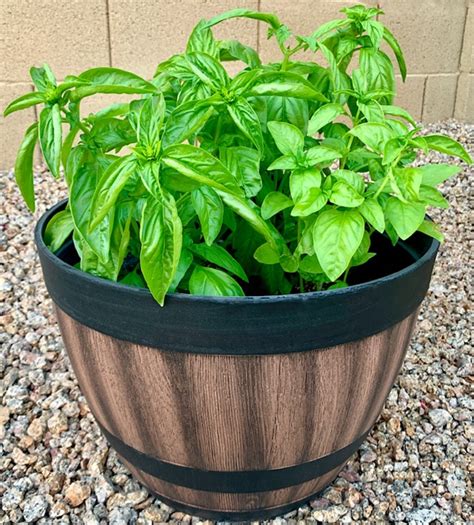 How To Grow Basil From Cuttings It Works The Frugal Girls