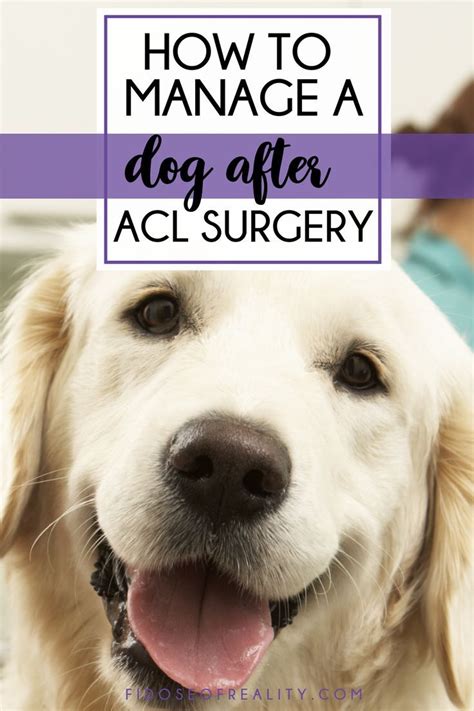 Dog ACL Surgery Recovery Tips & Tricks - Fidose of Reality | Acl ...