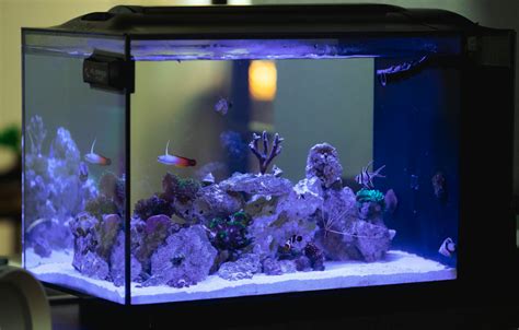 Another Fluval Evo Build From Walnut Creek Bay Area Reefers BAR