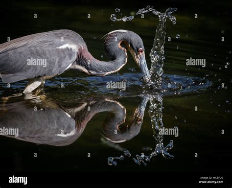 Great Blue Heron Egg Hi Res Stock Photography And Images Alamy