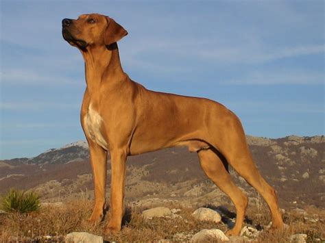 10 Things You Didn’t Know about the Rhodesian Ridgeback