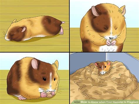 How To Know When Your Hamster Is Pregnant With Pictures