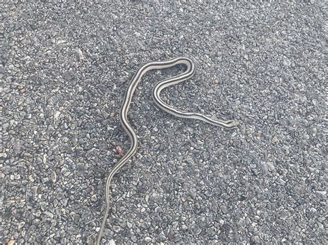 Patch Nosed Snakes From Do A Ana County Nm Usa On April At