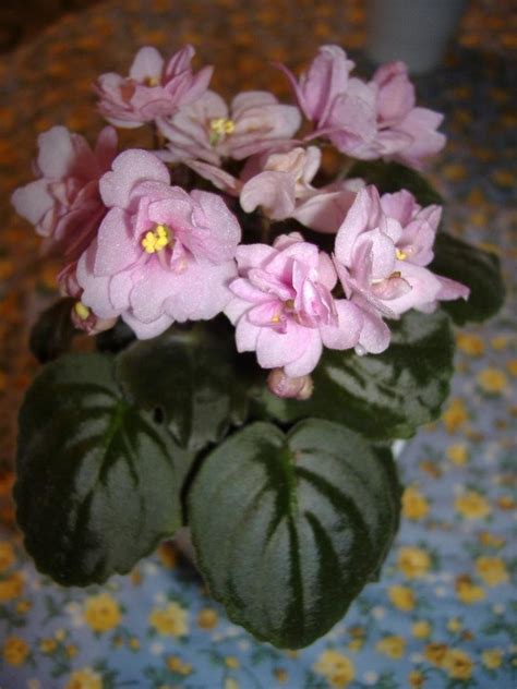 African Violets And Gesneriads Rob S Sticky Wicket Trailing Violet