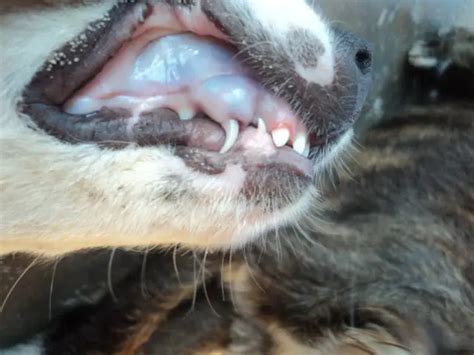 Why Are My Dogs Gums Pale Pink