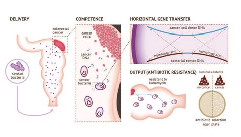 Graphic Engineered Bacteria T IMAGE EurekAlert Science News Releases