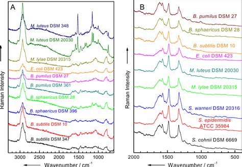 Identification Of Micro Organisms By Raman Spectroscopy