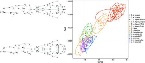 Relationship Between The Common Allometric Component CAC Of Canis