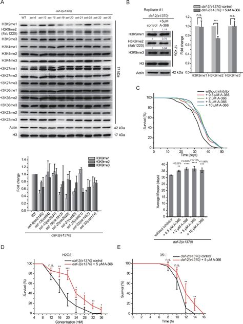 H K Me Methylation Limits The Lifespan Of Daf Mutants In C