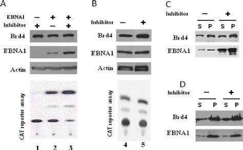 Figure 1 2 From Functional Interactions Between Chromatin Associated Proteins And Epstein Barr