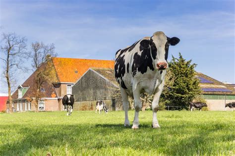 Frisian Holstein Cow Standing In The Grass In Gaasterland Stock Image