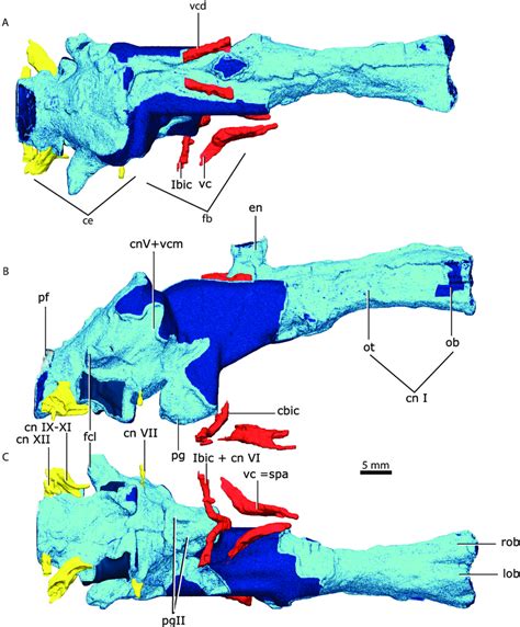 Brain endocast in dorsal (A), lateral (B), ventral (C) views. Parts in... | Download Scientific ...