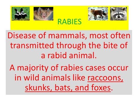 Bloodthirsty wild animal best blog: Rabies symptoms wild animals