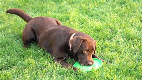 Domestic Labrador Dog Playing with Stock Footage Video (100% Royalty-free) 26890357 | Shutterstock