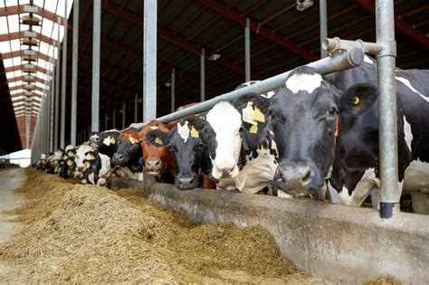 What Are The Five Dairy Farm Feeding Systems In Australia