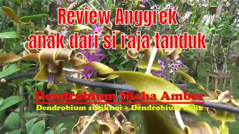 Review Anggrek Dendrobium Nicha Amber Anak Dari Si Raja Tanduk Youtube