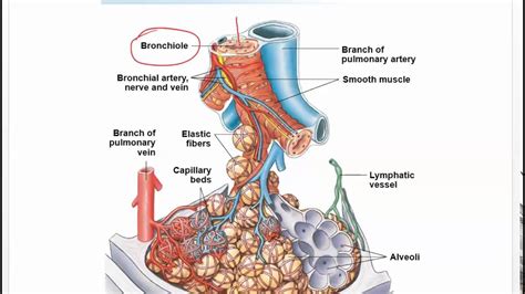 Chapter Lungs Ventilation And Surfactant Youtube