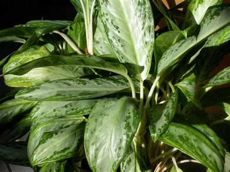 Top 10 Houseplants