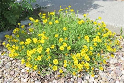 Heterotheca Villosa Hairy Golden Aster