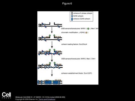 The Kleisin Subunit Of Cohesin Dictates Damage Induced Cohesion Ppt