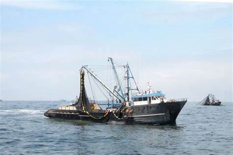 Claves Para Entender El Manejo De La Pesquería De Anchoveta Oceana Peru