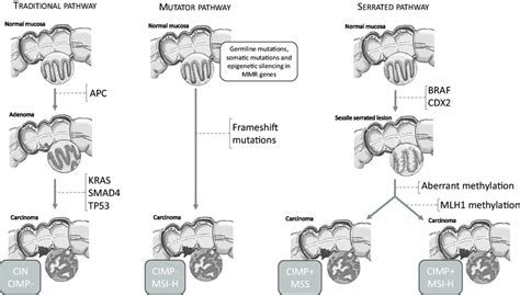 Evolutionary Pathways For Colorectal Carcinogenesis The Traditional