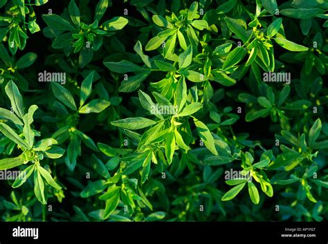 Mature Growth Alfalfa Field Hi Res Stock Photography And Images Alamy