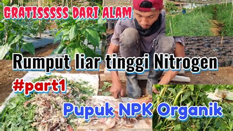 CARA MEMBUAT PUPUK ORGANIK SUPER DAHSYAT TINGGI NITROGEN GRATIS DARI