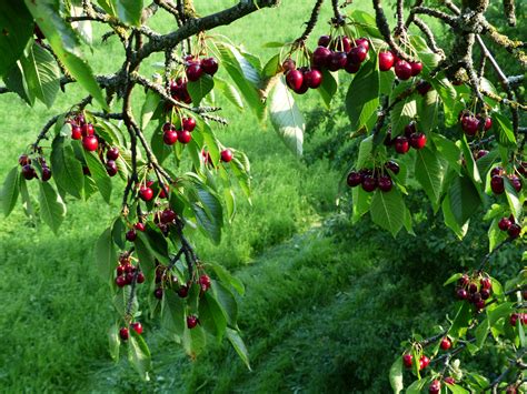 Free Images Branch Meadow Berry Flower Orchard Summer Food Red