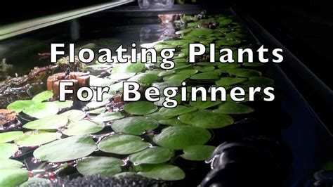 Floating Plants For Beginners Youtube