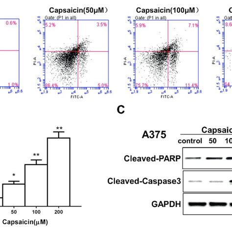 Capsaicin Induces Apoptosis Of Human Melanoma Cells A Following