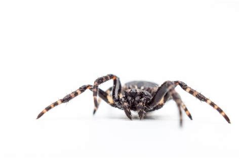 Premium Photo Close Up Of Spider On White Background