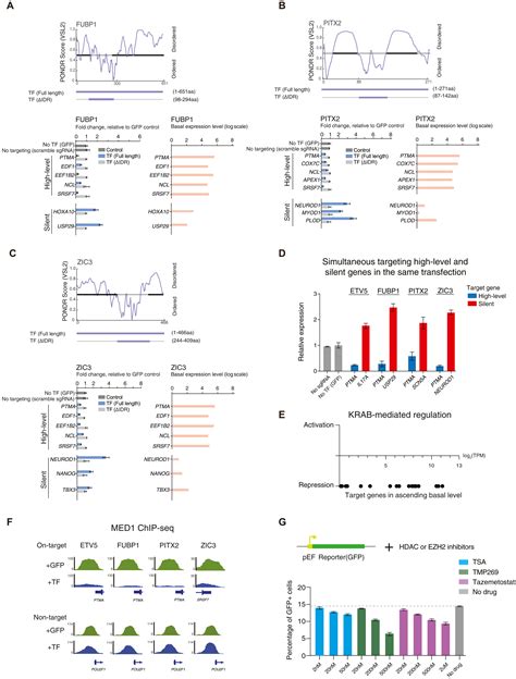 Dual Role Transcription Factors Stabilize Intermediate Expression